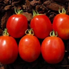 بذر گوجه فرنگی لیمویی قرمز