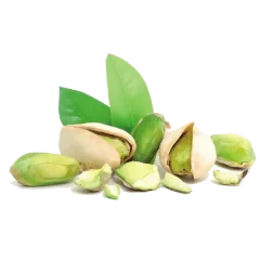 نهال پسته اکبری