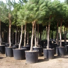 بذر کاج سنگی