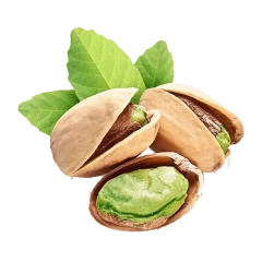نهال پسته کله قوچی