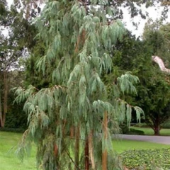 بذر سرو گریان (سرو مجنون چینی)