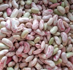 لوبیا کشاورزی محلی گیلان