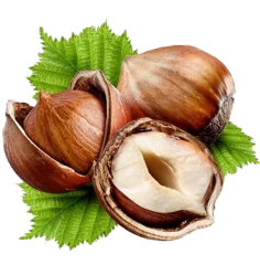 فندق مغز سفید