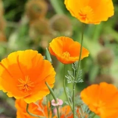 بذر گل شقایق کالیفرنیا نارنجی