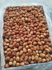 خرما زاهدی خشت