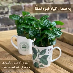 یه فنجان گیاه قهوه ! آموزش کاشت و نگهداری گل قهوه در منزل - گل فروشی رضوان