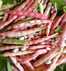 لوبیا چیتی محلی گیلان-عمده