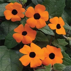 بذر پیچک چشم سیاه نارنجی