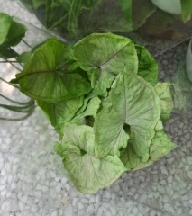 سینگونیوم مسی پربوته و بلند (ارسال باچاپار)