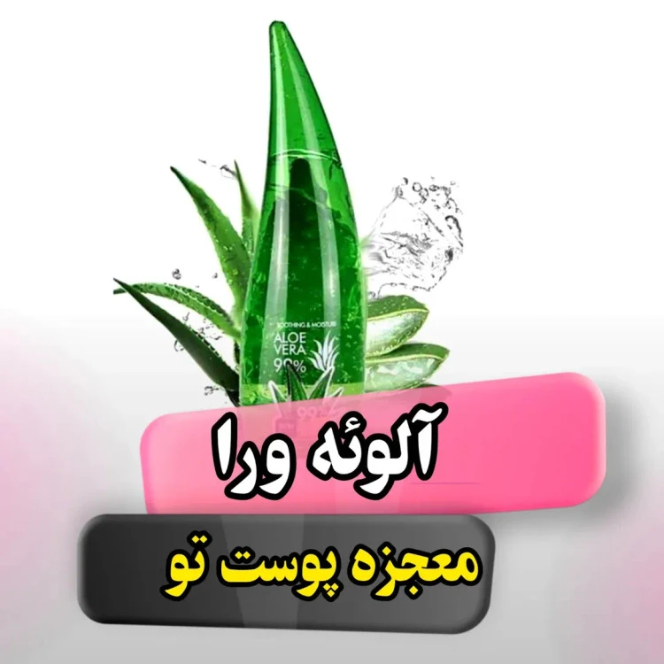 آبرسان شاخکی آلوئه‌ورا