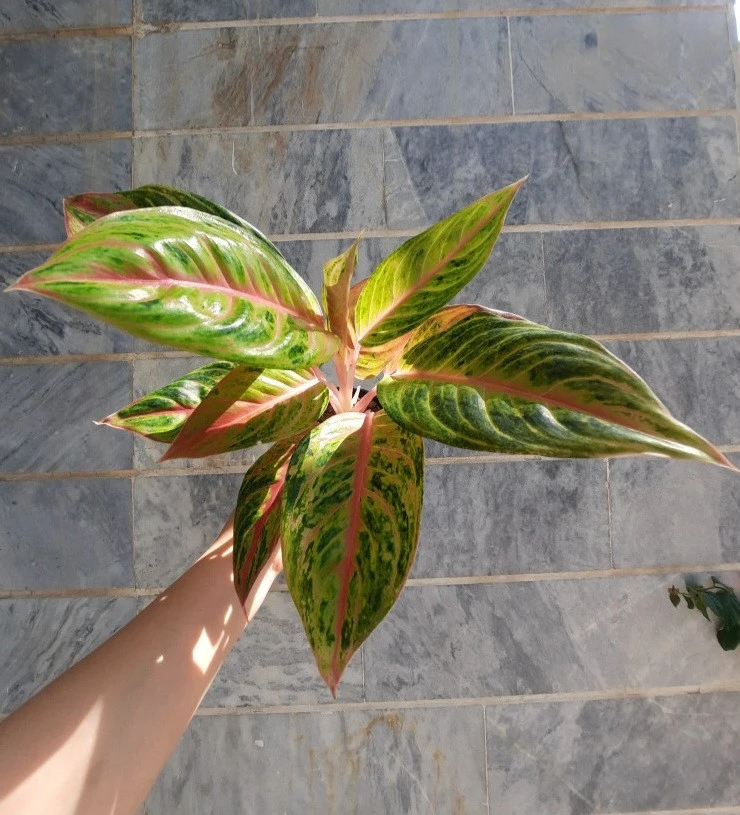 آگلونما آندینی