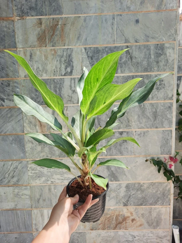 آگلونمای سیلور