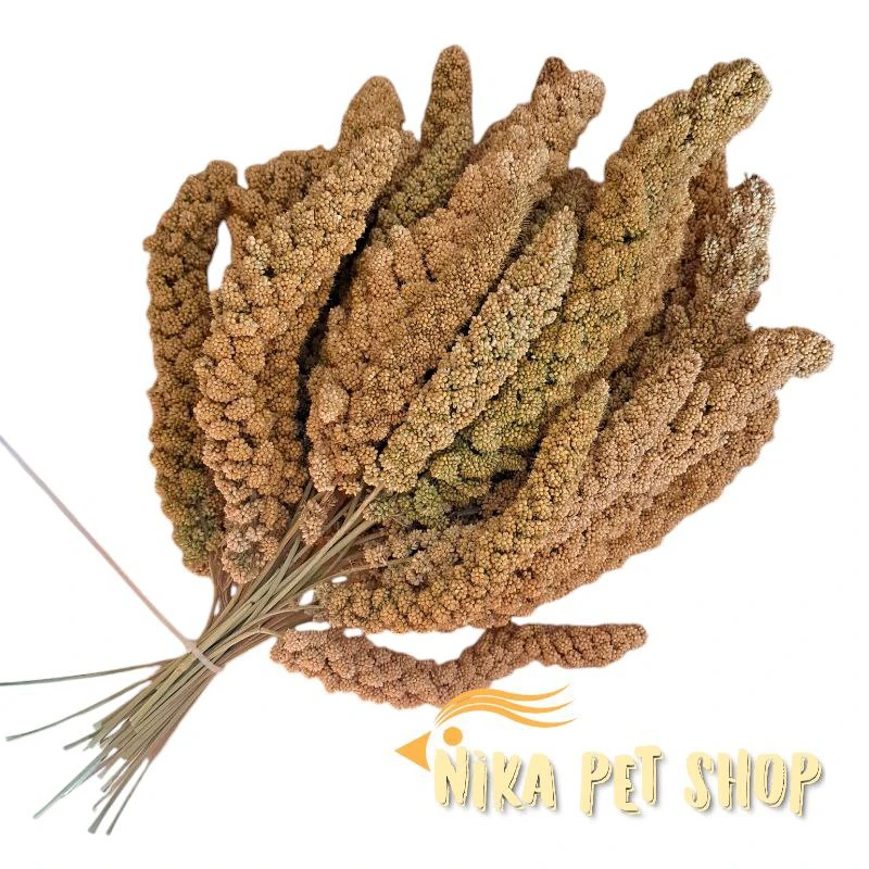 ارزن خوشه ای ایرانی