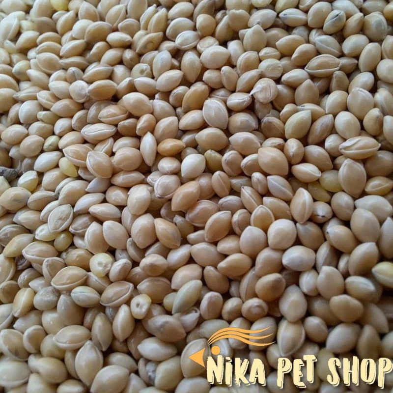 ارزن درشت ایرانی