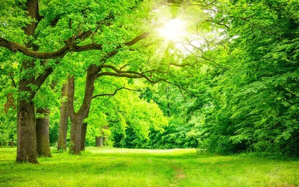 اسانس خوشبو کننده جنگل سبز ( Green Jungle )