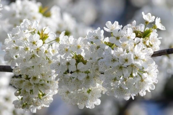 اسانس خوشبو کننده گل های سفید ( White Flowers )