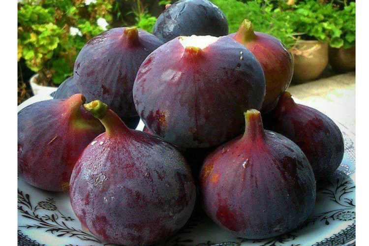 انجیر سیاه