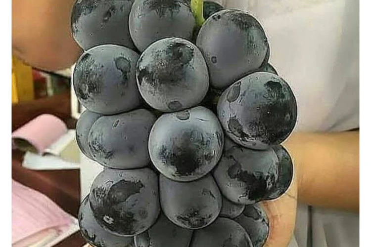 انگور موسکات