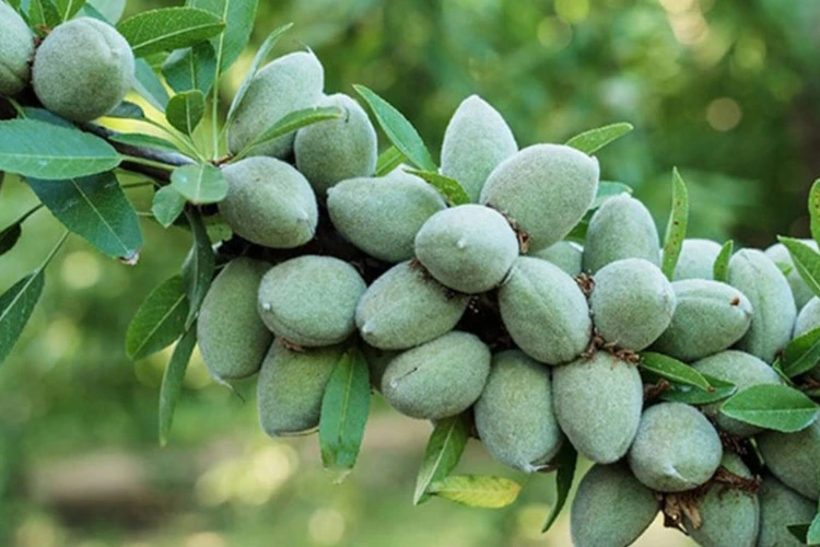 بادام فرانیس خوشه ای