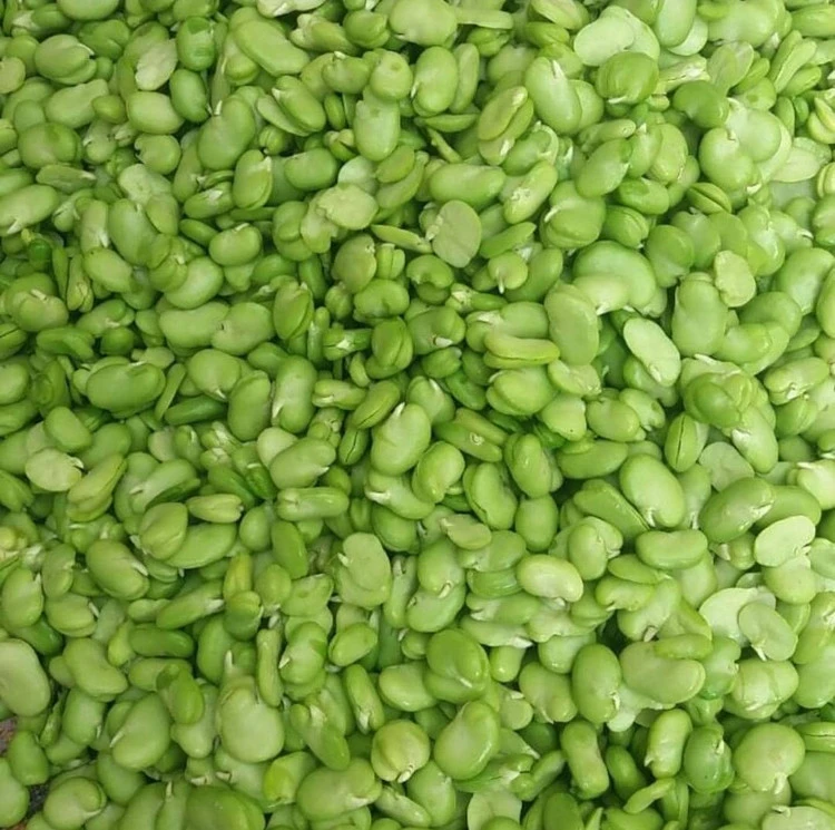 باقالی سبز گیلان _ ظرف ۵۰۰ گرمی