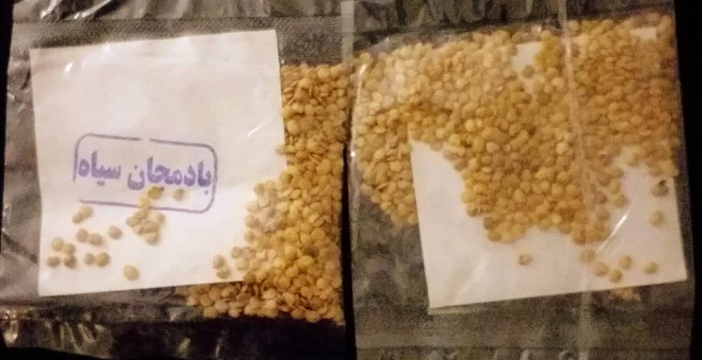 بذر بادمجان مهشاد