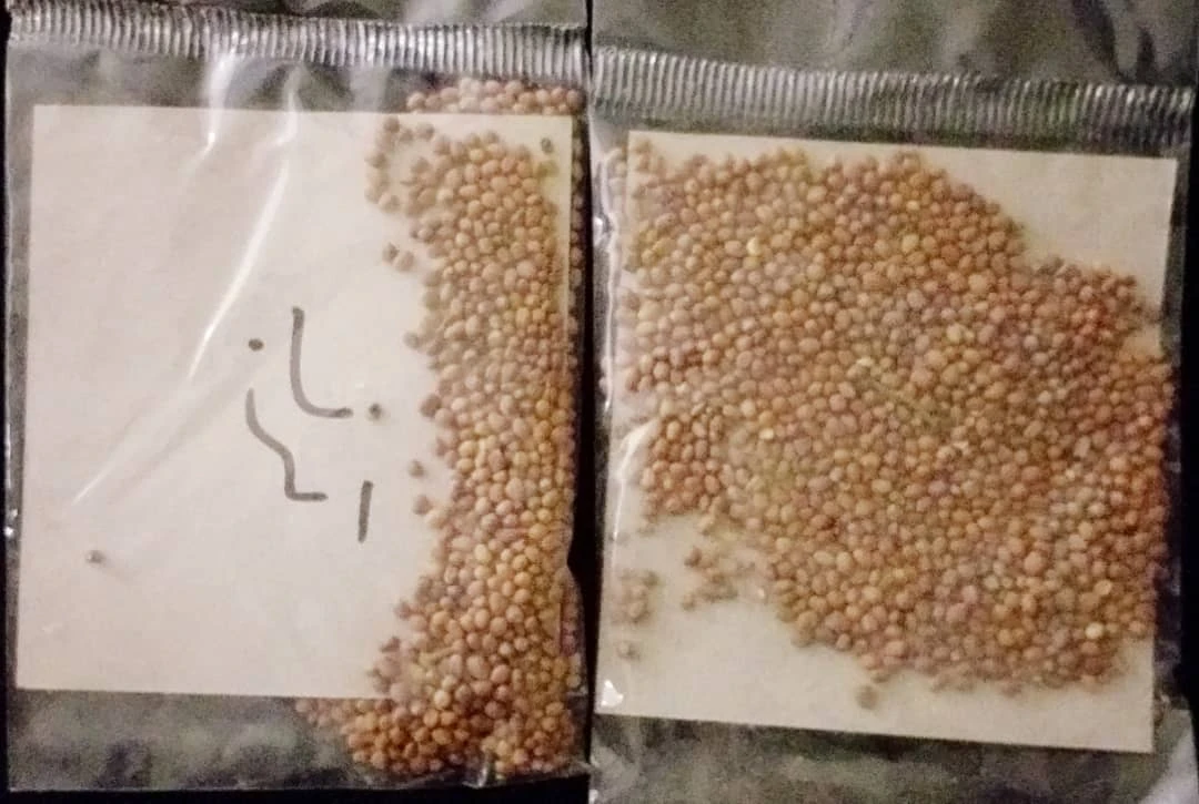بذر ترب مهشاد