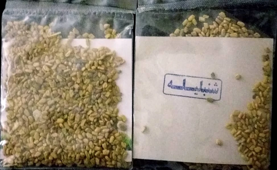 بذر شنبلیله مهشاد