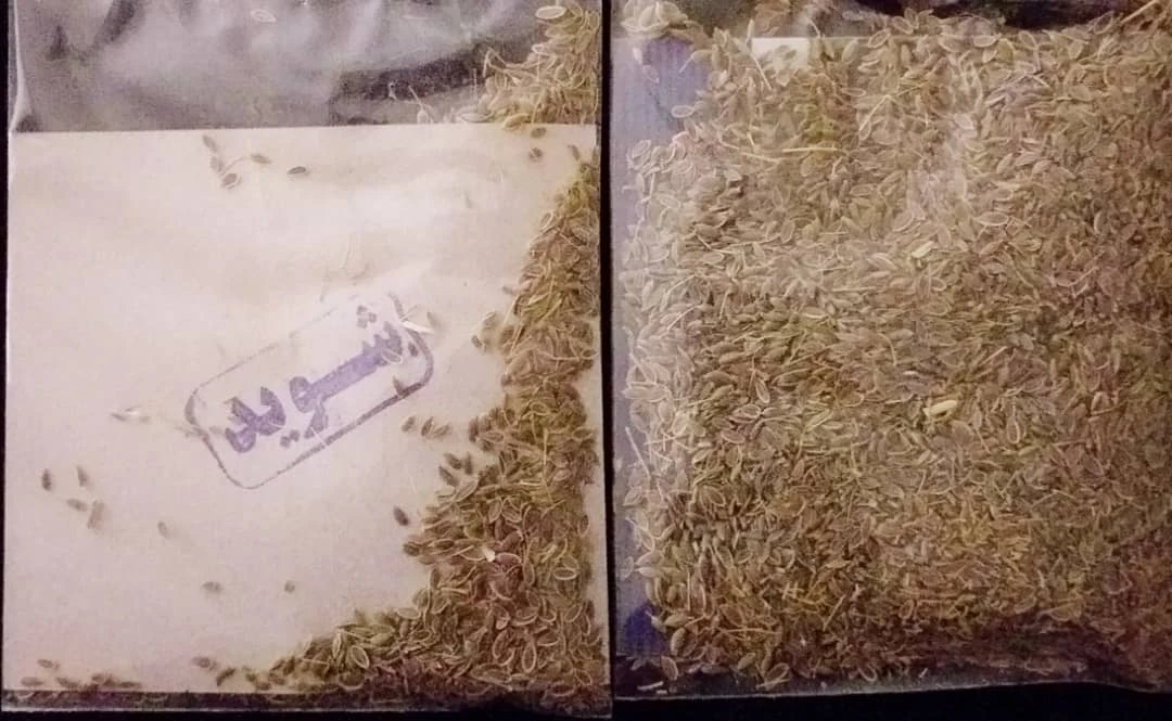 بذر شوید مهشاد