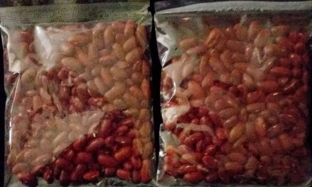 بذر لوبیا سبز مهشاد
