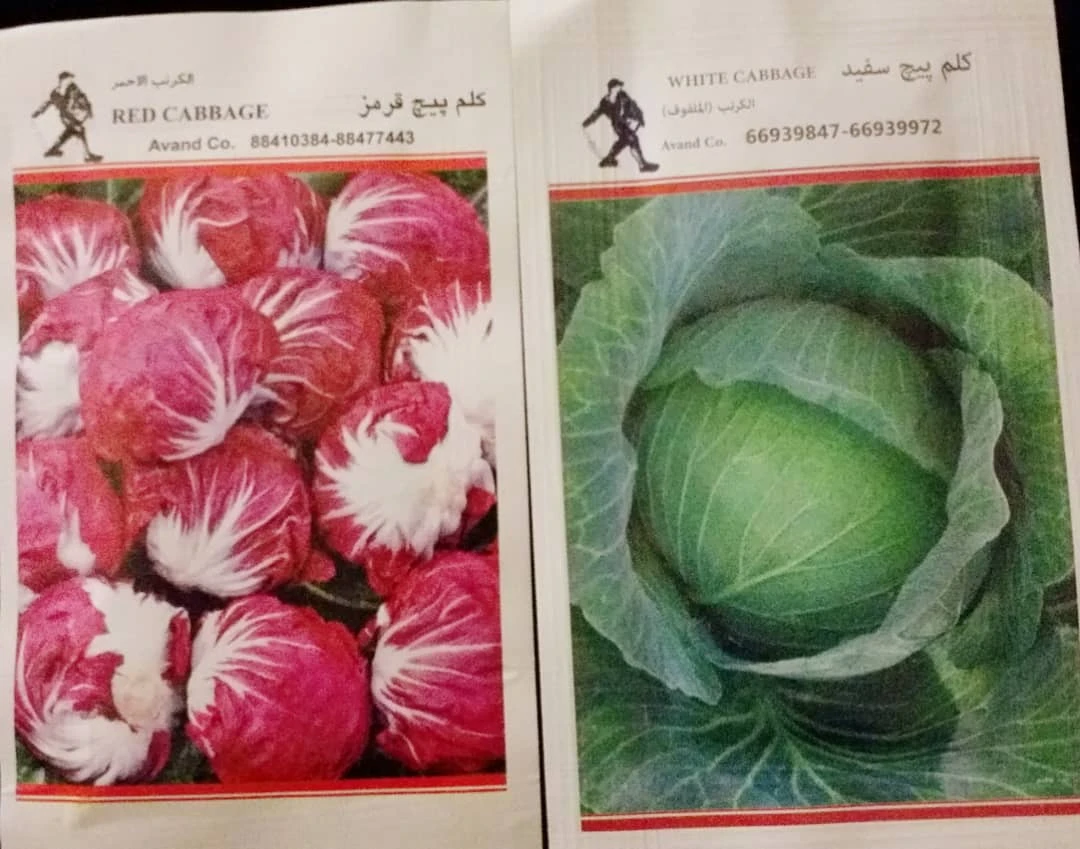 بذر کلم پیچ مهشاد