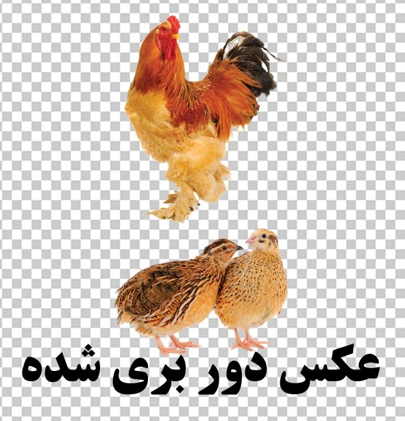 بلدرچین png