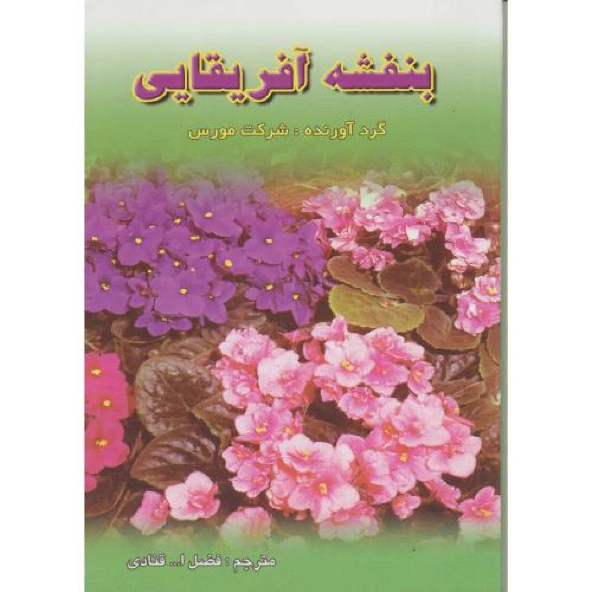 بنفشه آفریقایی / شرکت مورس / فضل قنادی