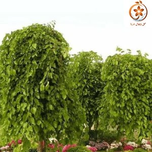 توت مجنون نایلکس
