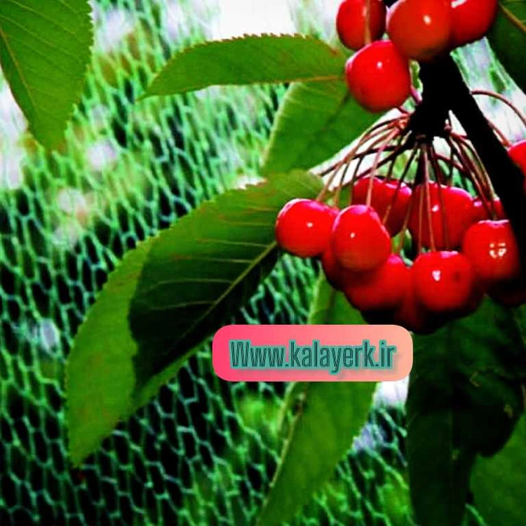 تور ضدپرنده حلقه دار