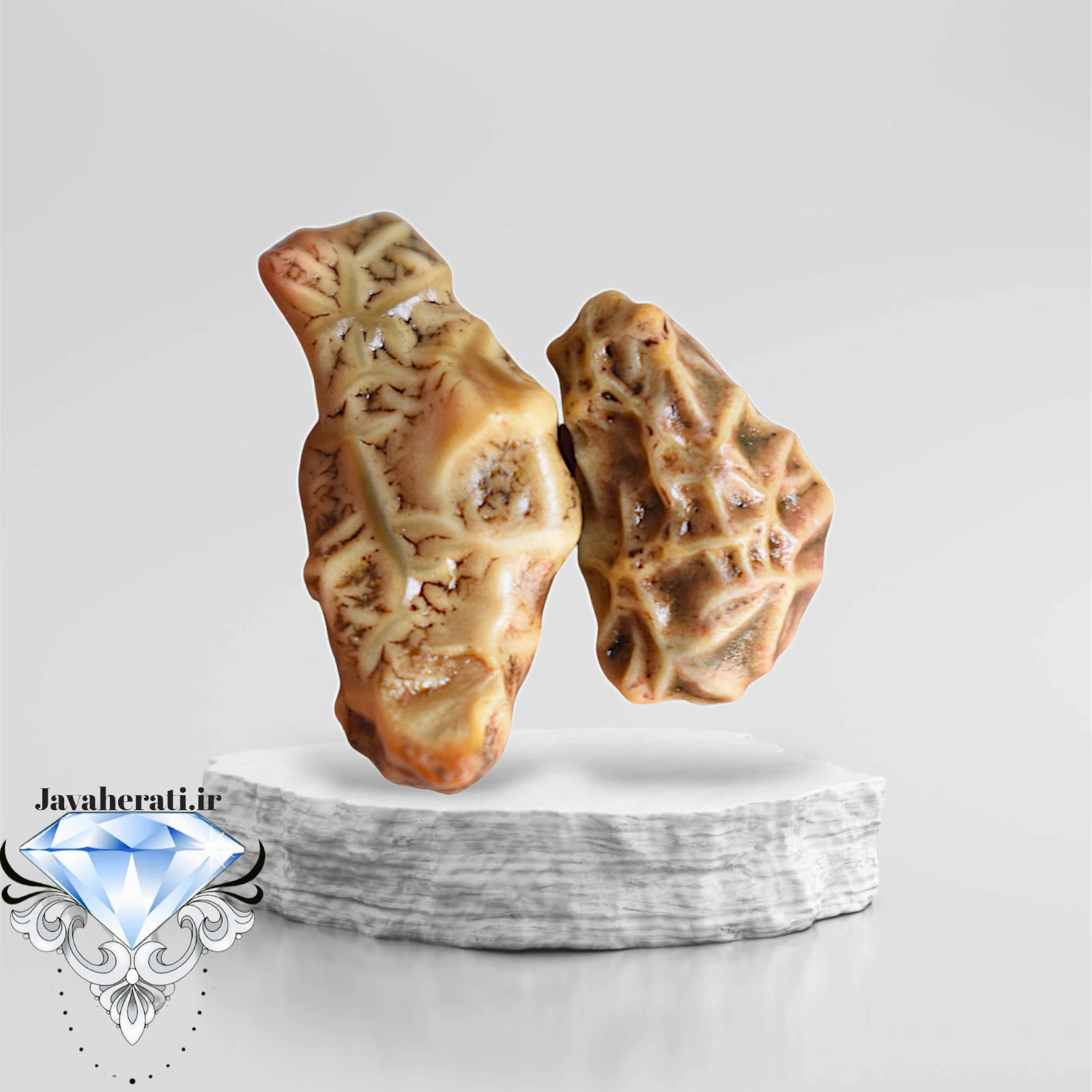 جفت زوعه خاص و درشت Z19