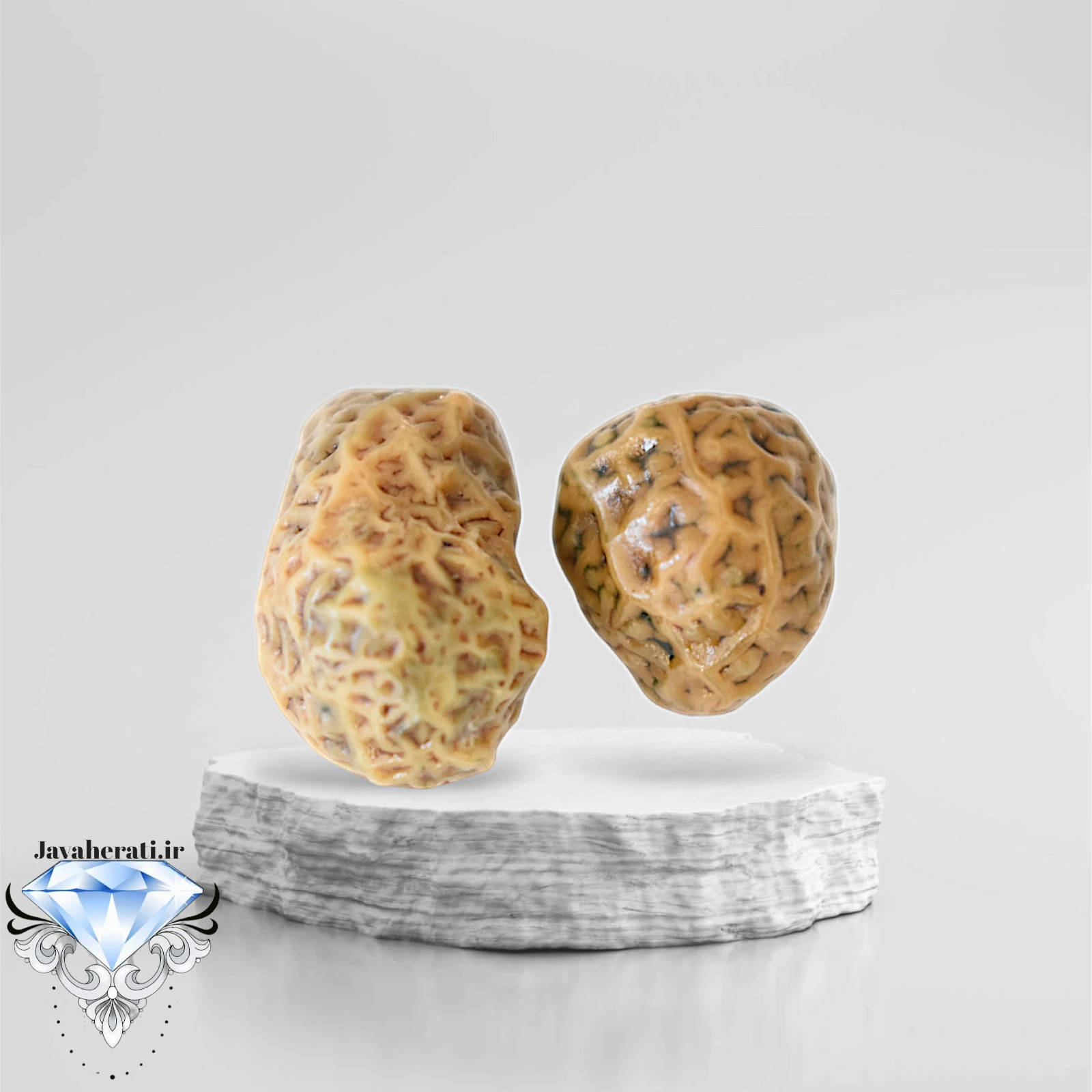 جفت زوعه رگه دار خاص و کمیاب Z14
