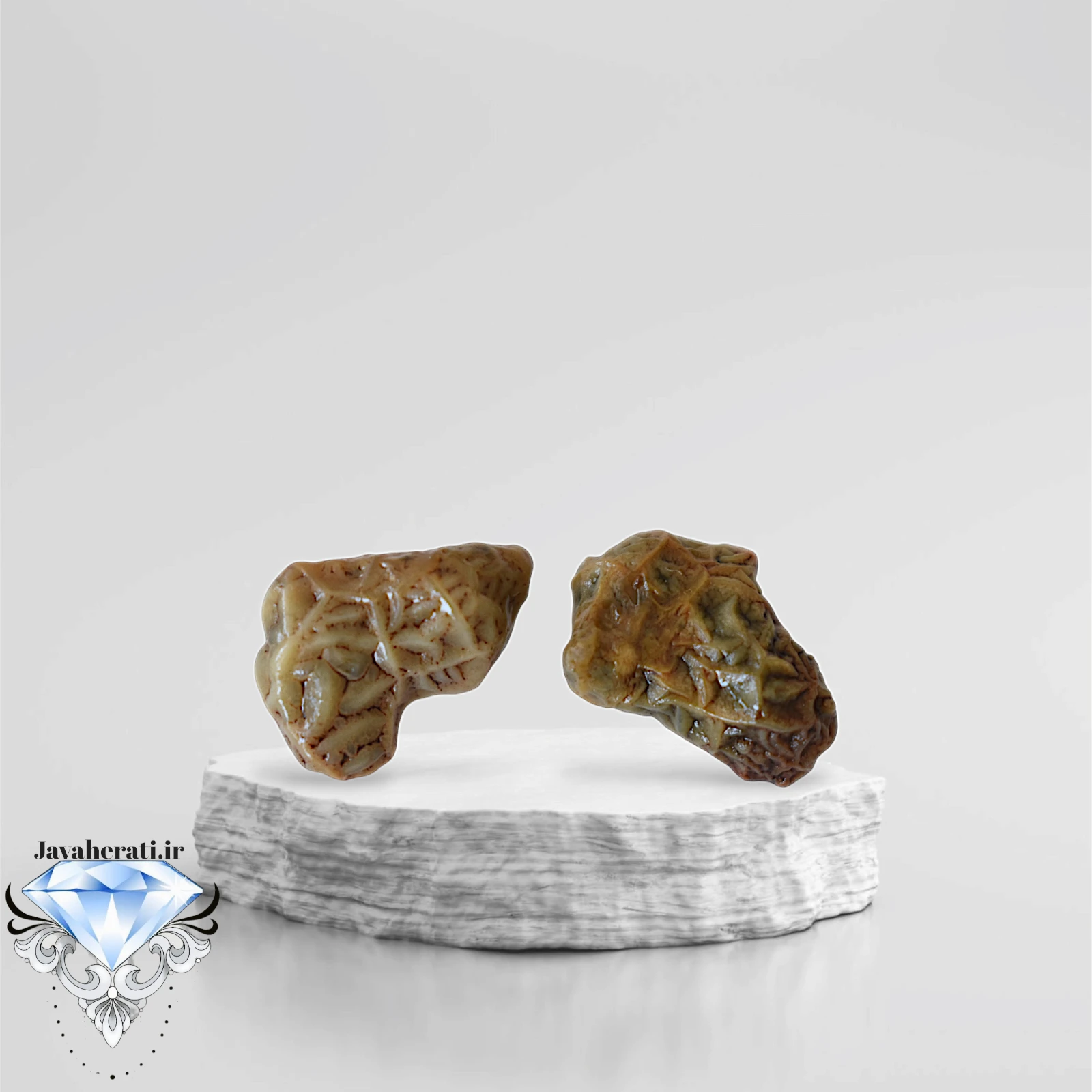 جفت زوعه رگه دار خاص و کمیاب Z15