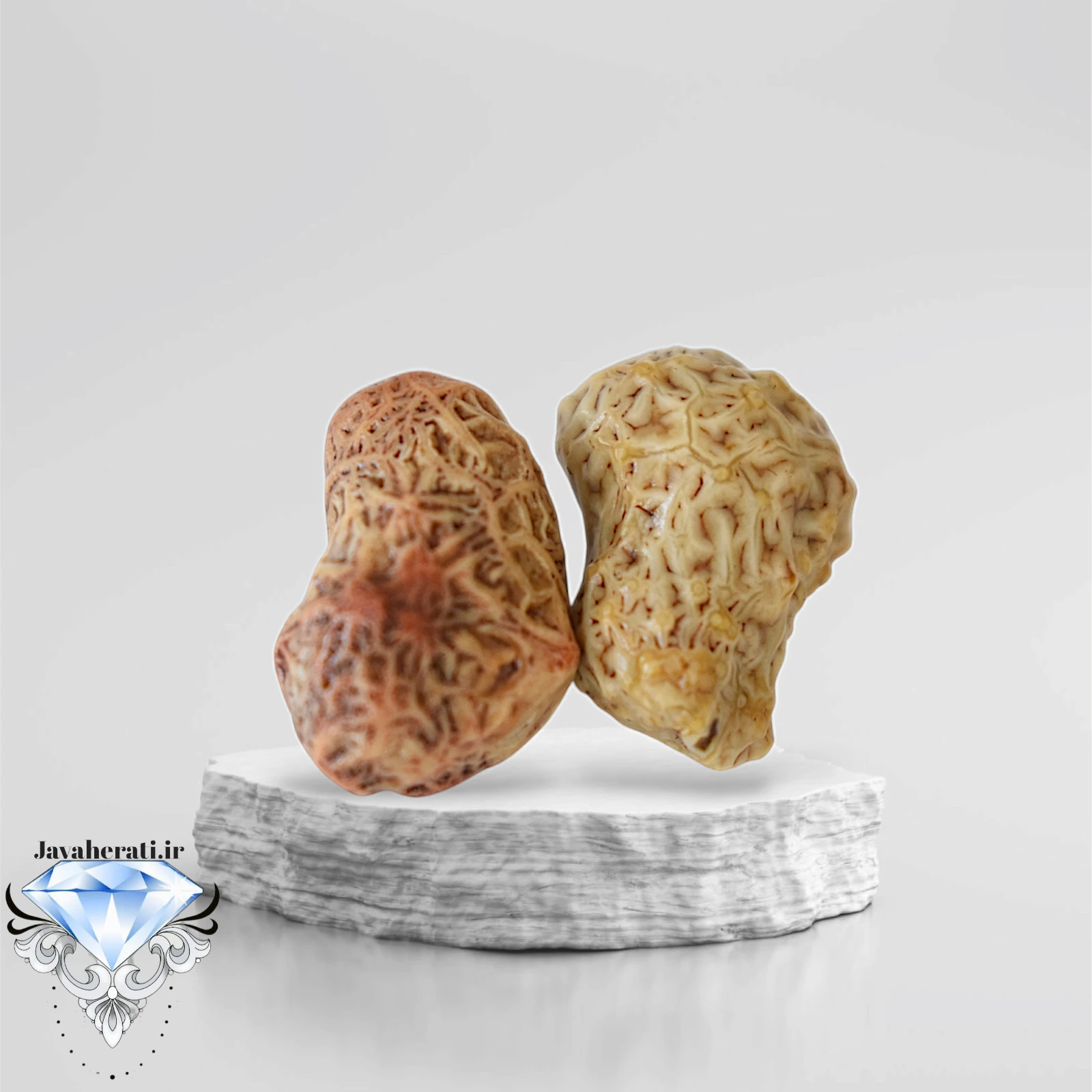 جفت زوعه رگه دار و اصیل Z12