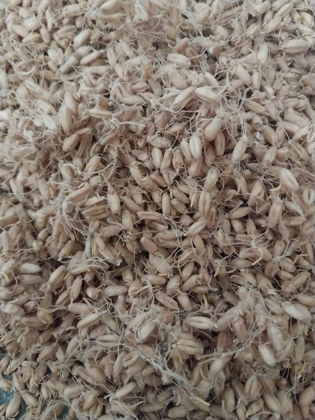 جوانه گندم آسیاب نشده