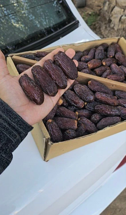 خرمای مجول مراکشی (پادشاه خرماها) صادراتی
