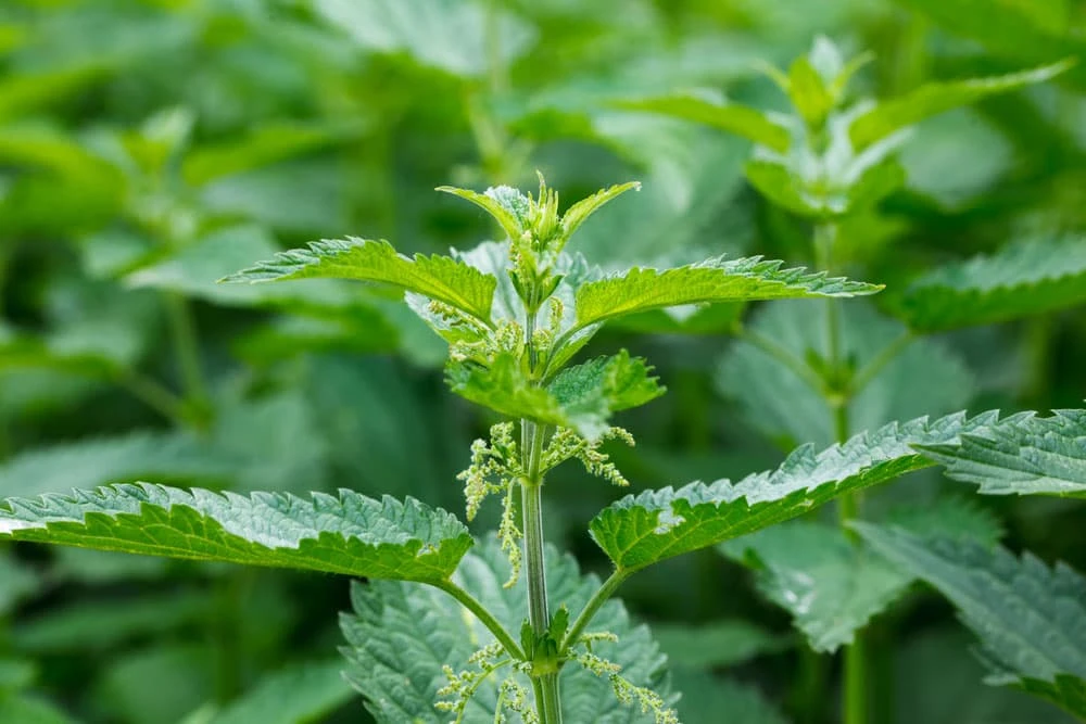 خواص گزنه برای چربی خون