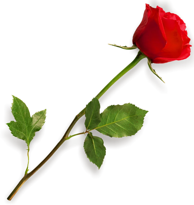 دانلود شاخه گل رُز png