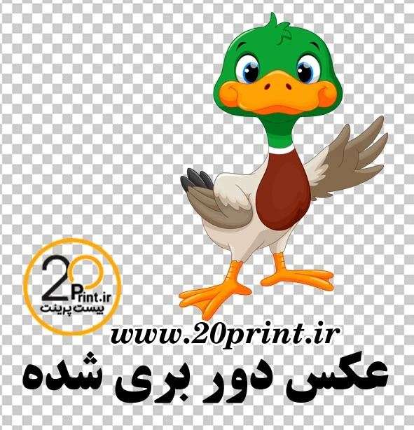 دانلود وکتور ادرک png رایگان