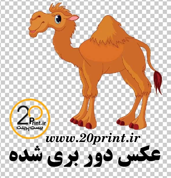 دانلود وکتور شتر رایگان png
