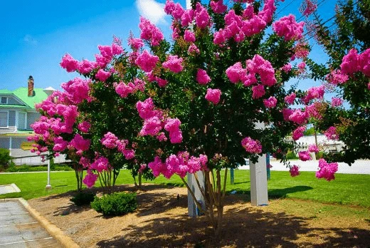 درخت های زینتی