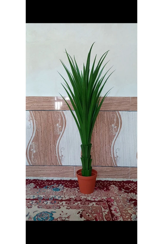 درختچه آلوورا ۱۲۰ سانتی