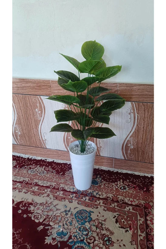 درختچه بابا آدم