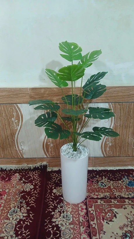 درختچه برگ انجیری