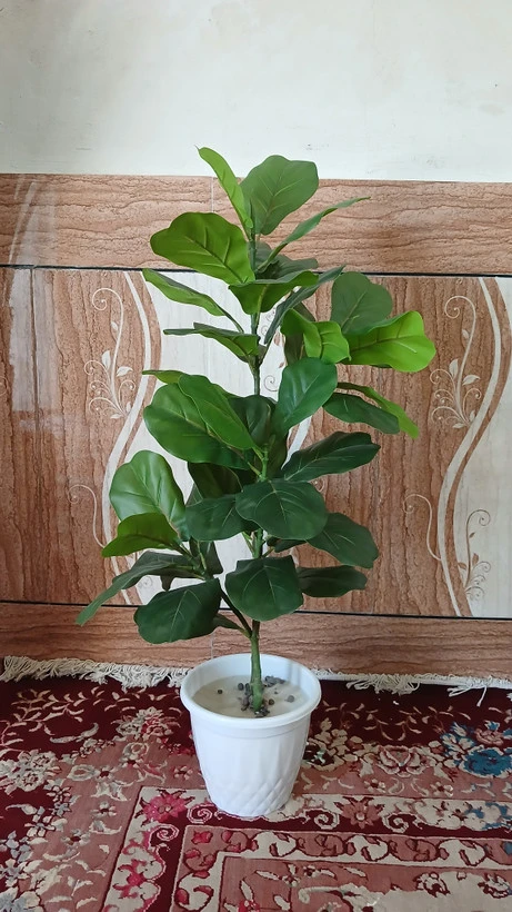 درختچه لیراتا
