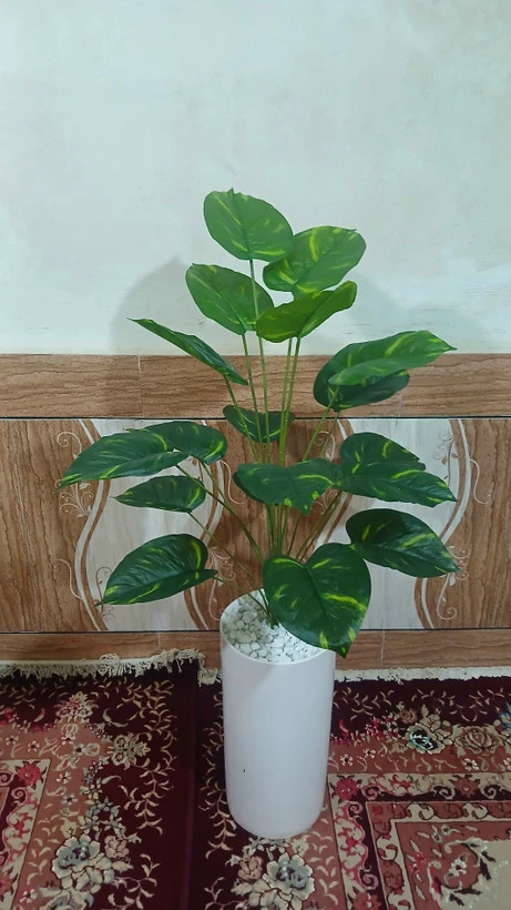 درختچه پتوس ابلق